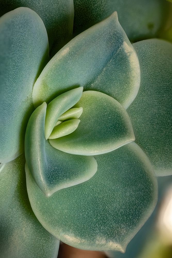 Colorado-Ft Collins Echeveria succulent